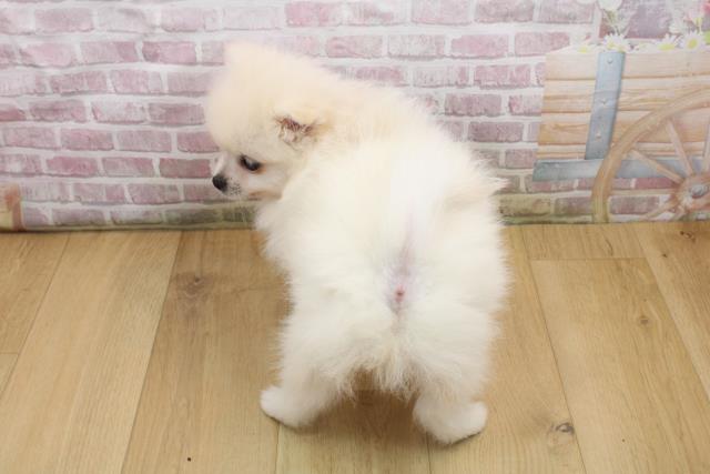 宮城県のポメラニアン (Coo&RIKUイオンタウン古川店/2025年9月18日生まれ/男の子/クリーム)の子犬の4枚目の画像