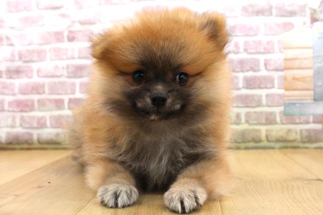 宮城県のポメラニアン (Coo&RIKU石巻店/2025年9月18日生まれ/男の子/オレンジセーブル)の子犬の1枚目の画像