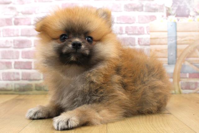 宮城県のポメラニアン (Coo&RIKU石巻店/2025年9月18日生まれ/男の子/オレンジセーブル)の子犬の2枚目の画像