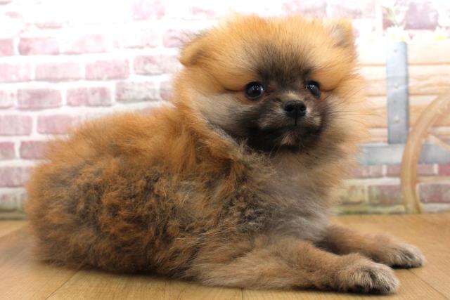 宮城県のポメラニアン (Coo&RIKU石巻店/2025年9月18日生まれ/男の子/オレンジセーブル)の子犬の3枚目の画像