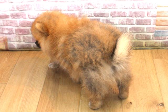 宮城県のポメラニアン (Coo&RIKU石巻店/2025年9月18日生まれ/男の子/オレンジセーブル)の子犬の4枚目の画像