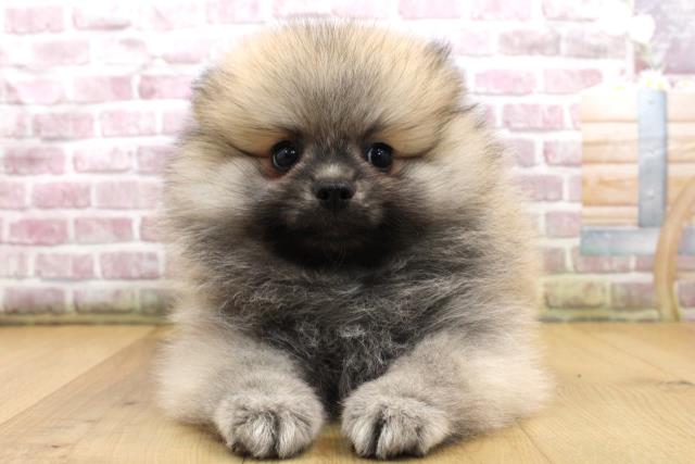 ポメラニアン