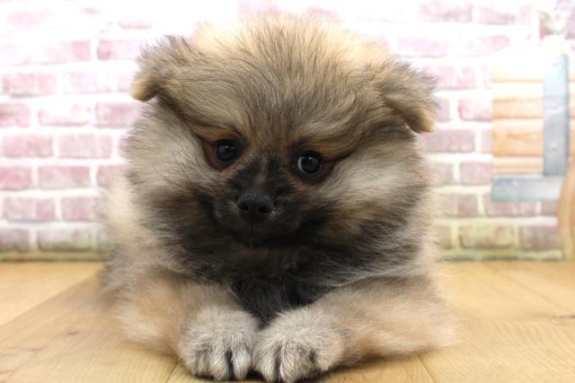 岩手県のポメラニアン (Coo&RIKU岩手盛岡店/2025年9月18日生まれ/男の子/ウルフセーブル)の子犬の1枚目の画像