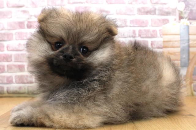 岩手県のポメラニアン (Coo&RIKU岩手盛岡店/2025年9月18日生まれ/男の子/ウルフセーブル)の子犬の2枚目の画像