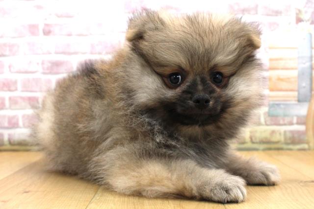 岩手県のポメラニアン (Coo&RIKU岩手盛岡店/2025年9月18日生まれ/男の子/ウルフセーブル)の子犬の3枚目の画像