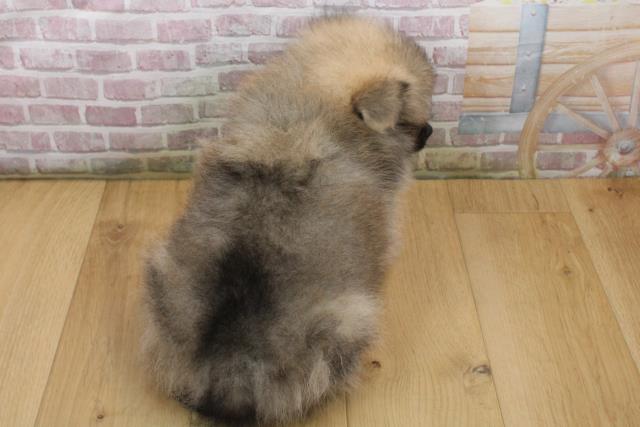 岩手県のポメラニアン (Coo&RIKU岩手盛岡店/2025年9月18日生まれ/男の子/ウルフセーブル)の子犬の4枚目の画像