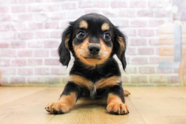 福島県のチワックス(チワワ×ダックス) (Coo&RIKU郡山店/2025年9月18日生まれ/女の子/ブラックタン)の子犬の1枚目の画像