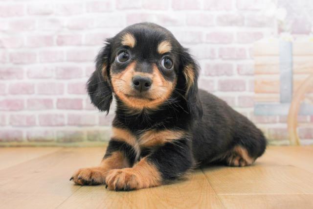 福島県のチワックス(チワワ×ダックス) (Coo&RIKU郡山店/2025年9月18日生まれ/女の子/ブラックタン)の子犬の2枚目の画像