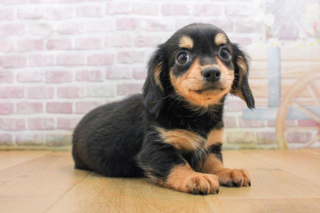 福島県のチワックス(チワワ×ダックス) (Coo&RIKU郡山店/2025年9月18日生まれ/女の子/ブラックタン)の子犬の3枚目の画像