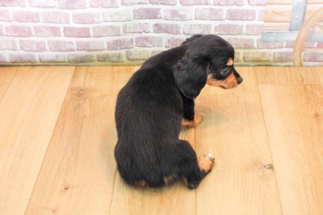 福島県のチワックス(チワワ×ダックス) (Coo&RIKU郡山店/2025年9月18日生まれ/女の子/ブラックタン)の子犬の4枚目の画像