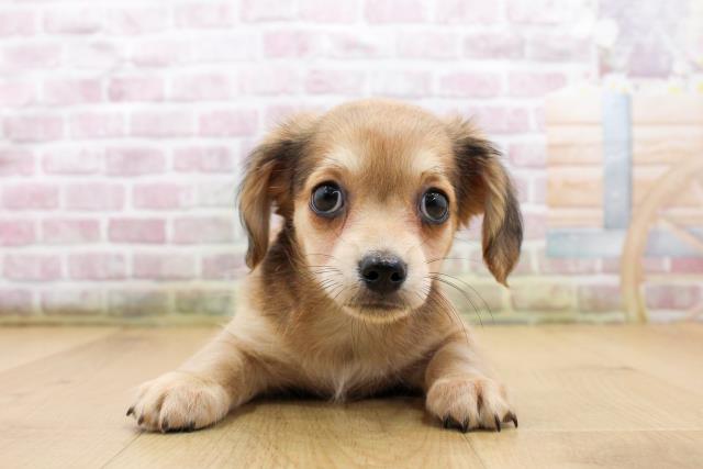 宮城県のチワックス(チワワ×ダックス) (Coo&RIKU石巻店/2025年9月18日生まれ/女の子/レッドホワイト)の子犬の1枚目の画像