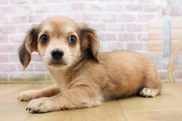 宮城県のチワックス(チワワ×ダックス) (Coo&RIKU石巻店/2025年9月18日生まれ/女の子/レッドホワイト)の子犬の2枚目の画像