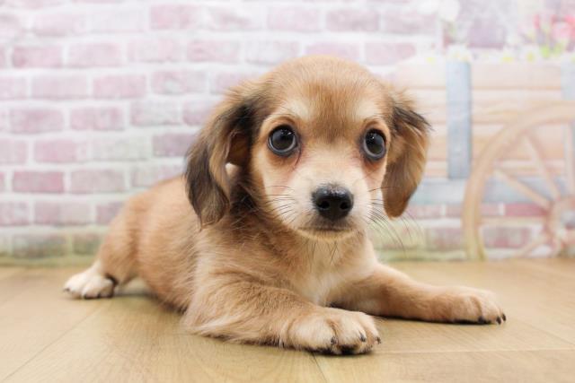 宮城県のチワックス(チワワ×ダックス) (Coo&RIKU石巻店/2025年9月18日生まれ/女の子/レッドホワイト)の子犬の3枚目の画像