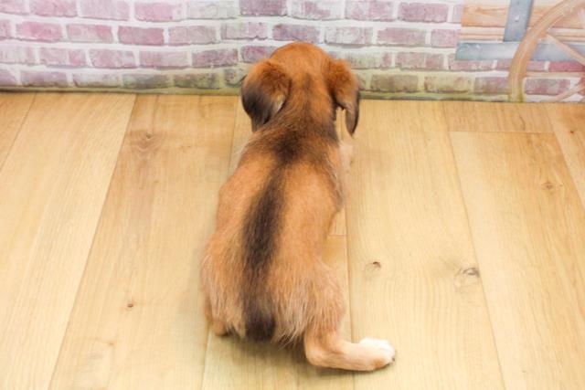 宮城県のチワックス(チワワ×ダックス) (Coo&RIKU石巻店/2025年9月18日生まれ/女の子/レッドホワイト)の子犬の4枚目の画像