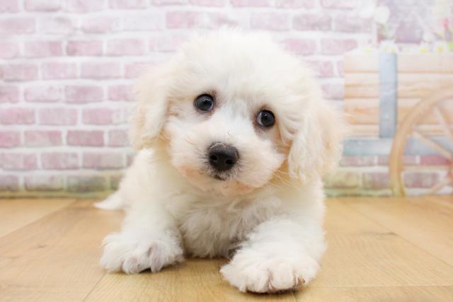 青森県のビションフリーゼ (Coo&RIKU弘前店/2025年9月19日生まれ/男の子/ホワイト)の子犬の1枚目の画像