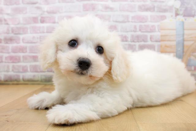 青森県のビションフリーゼ (Coo&RIKU弘前店/2025年9月19日生まれ/男の子/ホワイト)の子犬の2枚目の画像