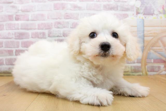 青森県のビションフリーゼ (Coo&RIKU弘前店/2025年9月19日生まれ/男の子/ホワイト)の子犬の3枚目の画像