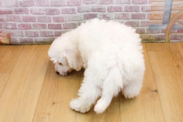 青森県のビションフリーゼ (Coo&RIKU弘前店/2025年9月19日生まれ/男の子/ホワイト)の子犬の4枚目の画像