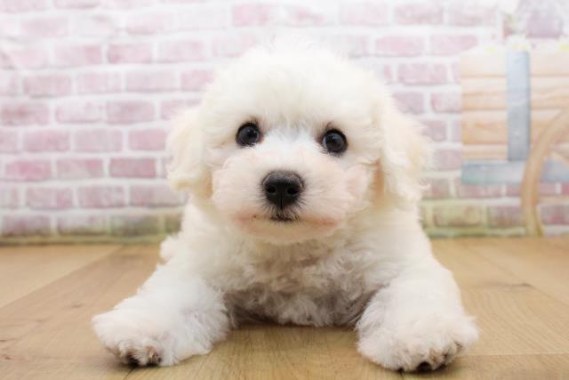 青森県のビションフリーゼ (Coo&RIKU八戸店/2025年9月19日生まれ/男の子/ホワイト)の子犬の1枚目の画像