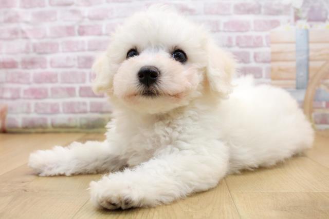 青森県のビションフリーゼ (Coo&RIKU八戸店/2025年9月19日生まれ/男の子/ホワイト)の子犬の2枚目の画像