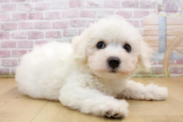 青森県のビションフリーゼ (Coo&RIKU八戸店/2025年9月19日生まれ/男の子/ホワイト)の子犬の3枚目の画像