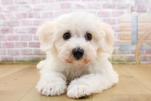 岩手県のビションフリーゼ (Coo&RIKU岩手盛岡店/2025年9月19日生まれ/女の子/ホワイト)の子犬の1枚目の画像