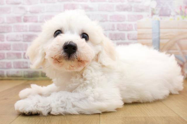 岩手県のビションフリーゼ (Coo&RIKU岩手盛岡店/2025年9月19日生まれ/女の子/ホワイト)の子犬の2枚目の画像