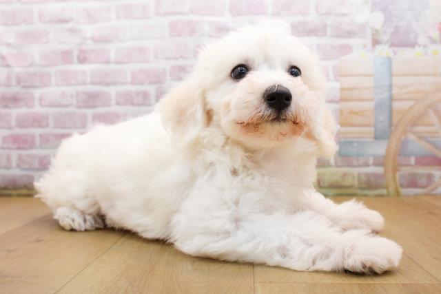 岩手県のビションフリーゼ (Coo&RIKU岩手盛岡店/2025年9月19日生まれ/女の子/ホワイト)の子犬の3枚目の画像