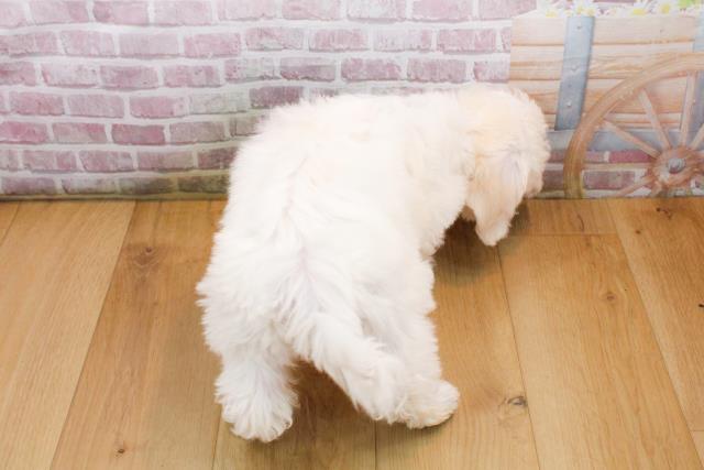 岩手県のビションフリーゼ (Coo&RIKU岩手盛岡店/2025年9月19日生まれ/女の子/ホワイト)の子犬の4枚目の画像