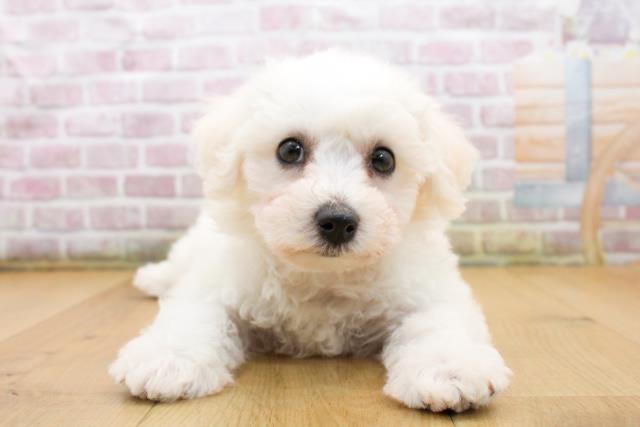 岩手県のビションフリーゼ (Coo&RIKU一関店/2025年9月19日生まれ/女の子/ホワイト)の子犬の1枚目の画像