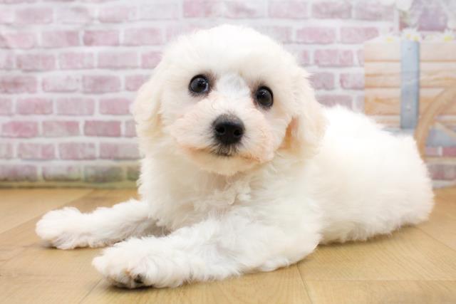 岩手県のビションフリーゼ (Coo&RIKU一関店/2025年9月19日生まれ/女の子/ホワイト)の子犬の2枚目の画像