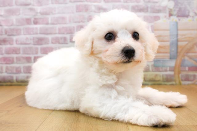 岩手県のビションフリーゼ (Coo&RIKU一関店/2025年9月19日生まれ/女の子/ホワイト)の子犬の3枚目の画像