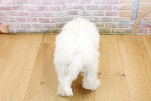 岩手県のビションフリーゼ (Coo&RIKU一関店/2025年9月19日生まれ/女の子/ホワイト)の子犬の4枚目の画像