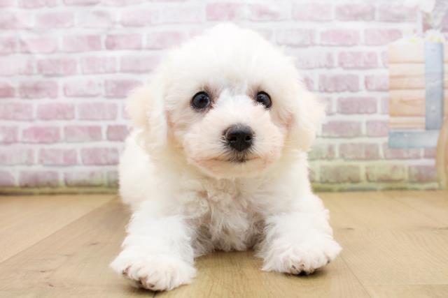 福島県のビションフリーゼ (Coo&RIKU郡山店/2025年9月19日生まれ/女の子/ホワイト)の子犬の1枚目の画像