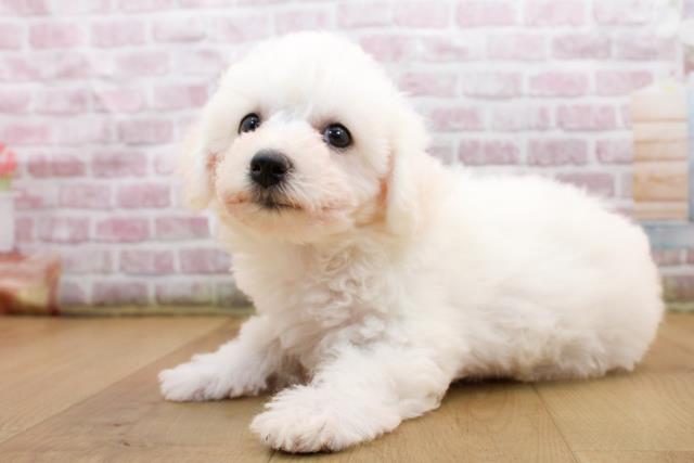 福島県のビションフリーゼ (Coo&RIKU郡山店/2025年9月19日生まれ/女の子/ホワイト)の子犬の2枚目の画像