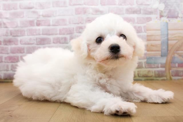 福島県のビションフリーゼ (Coo&RIKU郡山店/2025年9月19日生まれ/女の子/ホワイト)の子犬の3枚目の画像