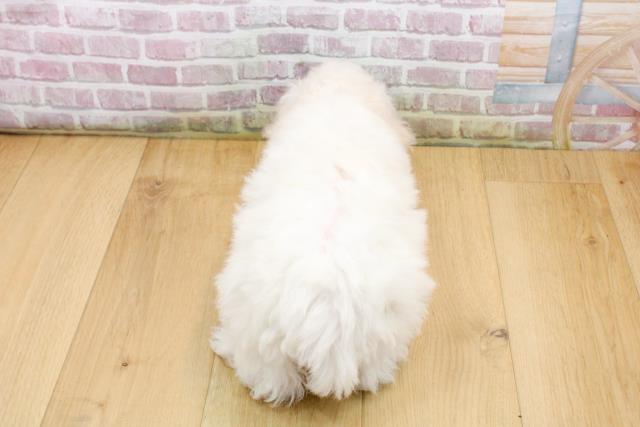 福島県のビションフリーゼ (Coo&RIKU郡山店/2025年9月19日生まれ/女の子/ホワイト)の子犬の4枚目の画像