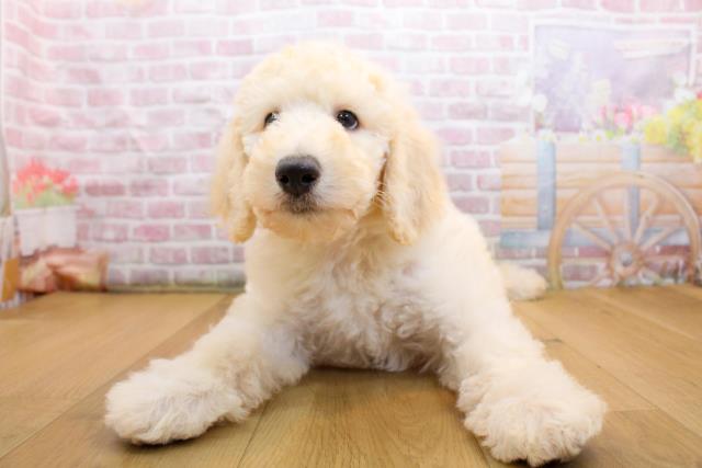 茨城県のスタンダードプードル (Coo&RIKU日立店/2025年9月19日生まれ/男の子/クリーム)の子犬の1枚目の画像