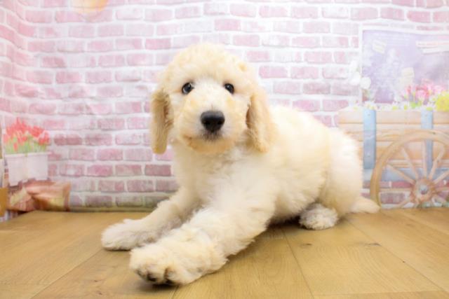 茨城県のスタンダードプードル (Coo&RIKU日立店/2025年9月19日生まれ/男の子/クリーム)の子犬の2枚目の画像