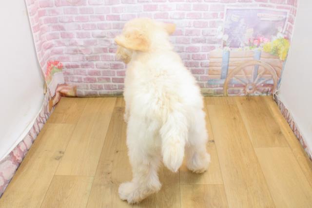 茨城県のスタンダードプードル (Coo&RIKU日立店/2025年9月19日生まれ/男の子/クリーム)の子犬の4枚目の画像