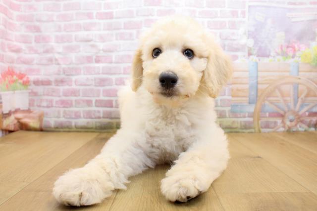 茨城県のスタンダードプードル (Coo&RIKU水戸店/2025年9月19日生まれ/男の子/クリーム)の子犬の1枚目の画像