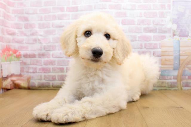 茨城県のスタンダードプードル (Coo&RIKU水戸店/2025年9月19日生まれ/男の子/クリーム)の子犬の2枚目の画像