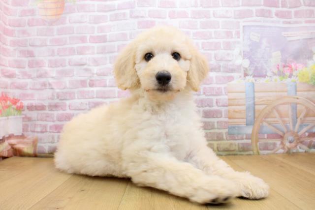 茨城県のスタンダードプードル (Coo&RIKU水戸店/2025年9月19日生まれ/男の子/クリーム)の子犬の3枚目の画像