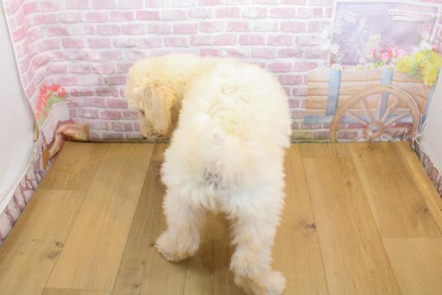 茨城県のスタンダードプードル (Coo&RIKU水戸店/2025年9月19日生まれ/男の子/クリーム)の子犬の4枚目の画像