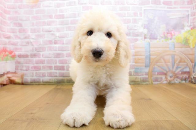 茨城県のスタンダードプードル (Coo&RIKU筑西店/2025年9月19日生まれ/女の子/クリーム)の子犬の1枚目の画像