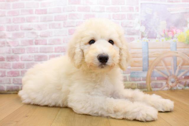 茨城県のスタンダードプードル (Coo&RIKU筑西店/2025年9月19日生まれ/女の子/クリーム)の子犬の3枚目の画像