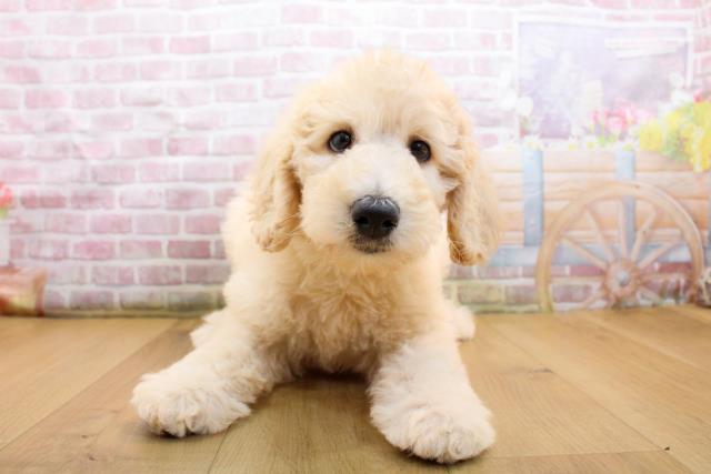 青森県のスタンダードプードル (Coo&RIKU青森店/2025年9月19日生まれ/女の子/クリーム)の子犬の1枚目の画像