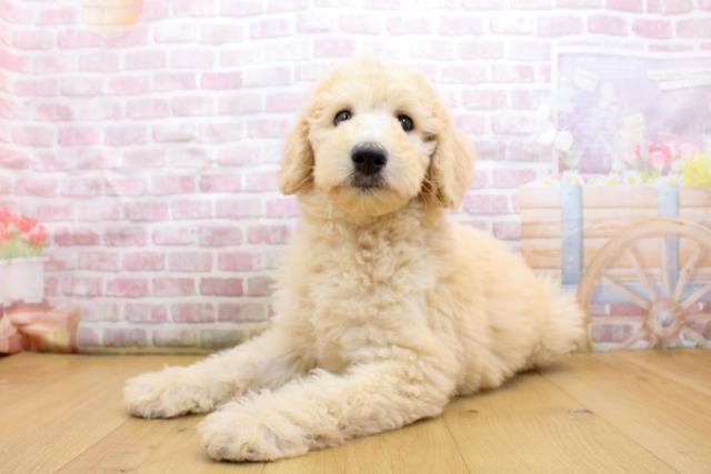 青森県のスタンダードプードル (Coo&RIKU青森店/2025年9月19日生まれ/女の子/クリーム)の子犬の2枚目の画像