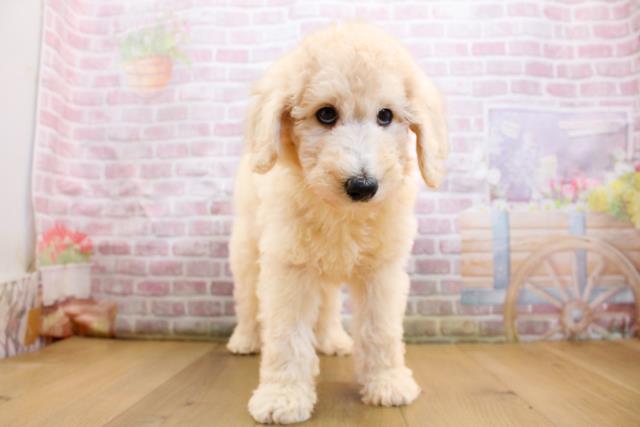 山形県のスタンダードプードル (Coo&RIKUイオンタウン酒田店/2025年9月19日生まれ/女の子/クリーム)の子犬の1枚目の画像