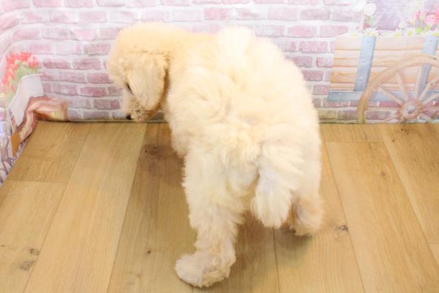 山形県のスタンダードプードル (Coo&RIKUイオンタウン酒田店/2025年9月19日生まれ/女の子/クリーム)の子犬の4枚目の画像